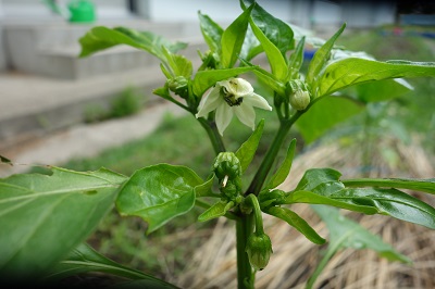 野菜クイズ１