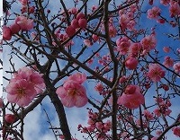 梅の花